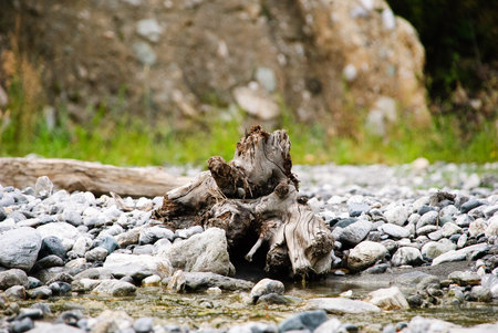 Trunk in the riverの写真素材