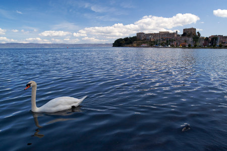 The swan lake swimming aloneの写真素材