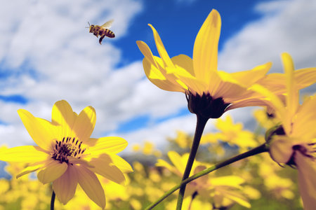 Bee flies between yellow flowersの写真素材