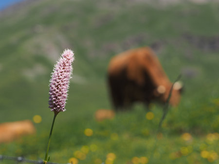 Cow in the grassの写真素材