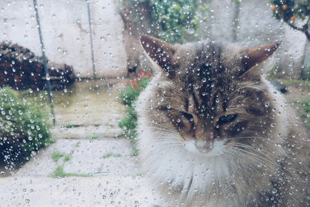 Cat at the window during the rainの写真素材