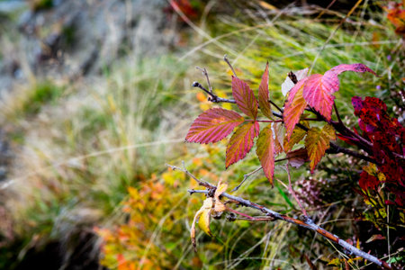 red leaves in mountain landscape