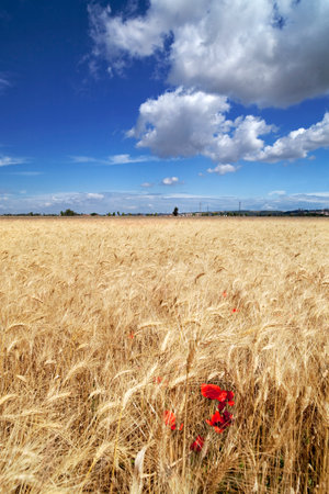 Golden wheat field with blue sky in backgroundの写真素材