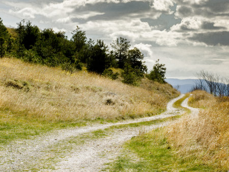 Path to forward in the forest at duskの写真素材