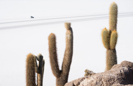 Salar de Uyuni in Bolivia Metaphysical place, cactus isleの写真素材