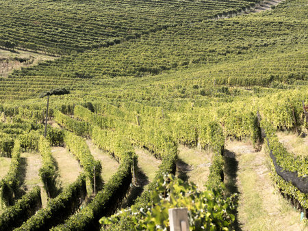 Green vineyards in Langhe Piedmont Italy wine productionの写真素材