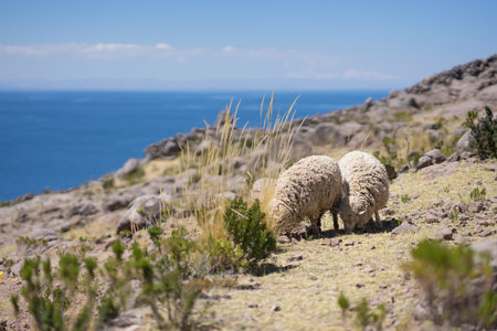 Sheep grazing in Taquile isle in Peru titicaca lakeの写真素材