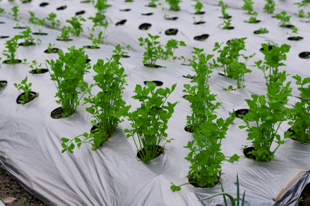 celery plantantation in the agricultural vegetable garden. celery seedling with plastic cover for...