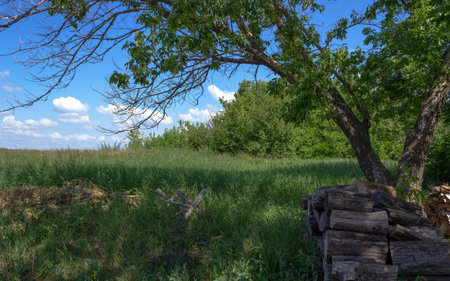 Firewood lies in the shade of a tree. Maple with green leaves and dry branches. Countryside view of the meadow with thick green grass and shrubs. Small white clouds in the blue sky. Some mowed grass.の写真素材