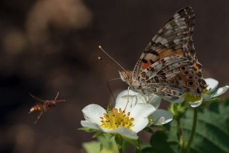 Butterfly Urticaria sits on strawberry flowers, closeup, blurred background with a flying wasp.の写真素材