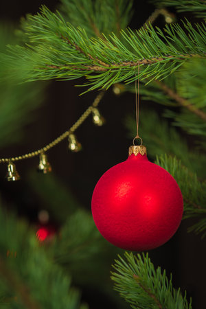 Christmas holiday, New Year. A backlit large red ball hangs on a green spruce branch. Dark background with blur branches and toys.の写真素材