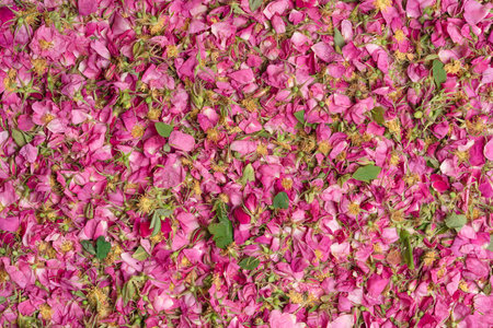 Background from the collected flowers of wild rose with green leaves. Harvesting medicinal plants. Rose oil.の写真素材