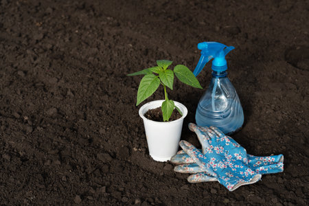 Sapling of pepper in a plastic glass, garden gloves in a flower, blue bullet machine with water on a background of soil, dew on the leaves. Spring work with vegetables in the garden or on the farm. Free space for your text.の写真素材