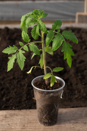Tomato seedlings close-up, plastic transparent glass, blurred background, wooden board, lateral soft lighting, dewdrops on the leaves. Side view. Agriculture, gardening.の写真素材