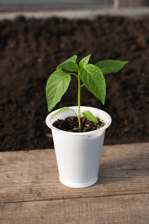 Pepper seedlings close-up, white glass, blurred background, wooden board, side light, dewdrops on the leaves. Side view. Agriculture, gardening.の写真素材