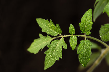 Partially blurred green tomato leaves with dewdrops. Big increase. View from above. Dark background.の写真素材