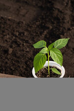 Pepper seedlings close-up, white glass, blurred background, wooden board, side light, dewdrops on the leaves. View from above. Agriculture, gardening.の写真素材