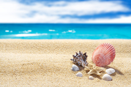 Sea beach, turquoise water, shells and starfish on a background of yellow sand. The background is blurred. Free space for your text or image. The theme of leisure and tourism.A high resolution.の写真素材