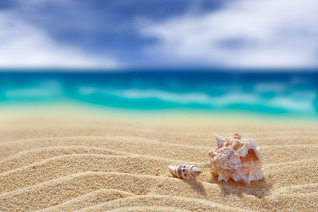 Two shells on a background of yellow clean sand. Close-up. Back blurred background of cloudy sky and sea. Free space for your text or image. A high resolution.の写真素材