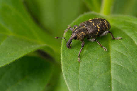 Weevil pine sitting on a green leaf of a plant. The background is blurry. Wildlife. Insects. Bug.の写真素材
