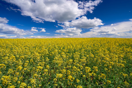Landscape with yellow mustard blossoms on a field under a blue cloudy sky. Bright juicy colors. The background is blurred.の写真素材
