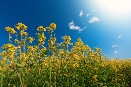 Yellow flowers of rapeseed close-up. In the background, a blurred blue sky with clouds and sun.の写真素材