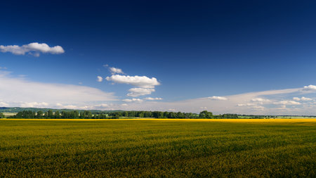 Yellow field with flowering rapeseed in the shadow of a cloud. In the background forest mountains and sky with clouds.の写真素材