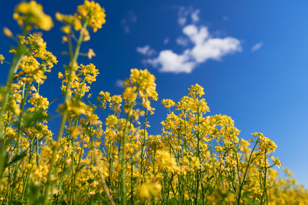 Bottom view. Yellow flowers of rapeseed close-up. Shallow depth of field. Blurry blue sky in the background.の写真素材