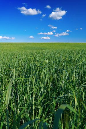 Green field under a blue sky with clouds. Vertical view. In the foreground, close-up of plant stems. The background is partially blurred.の写真素材