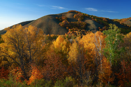 Autumn in the mountains. Forest in colorful colors. In the foreground, there are trees against the background of the hillside.の写真素材