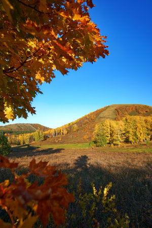 Autumn in the mountains. Multi-colored trees. In the foreground, maple leaves are blurred.の写真素材