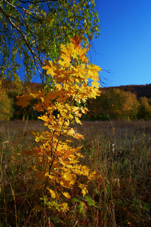 Autumn in the forest. Close-up of a maple tree with yellow leaves. Partial blur.の写真素材