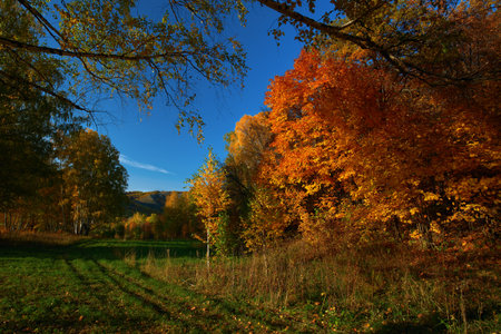 Autumn colors. Colorful deciduous forest. Maple leaves are brightly fiery. Long shadows from trees. Wheel tracks in the clearing.の写真素材