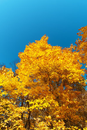 Golden autumn. Bright yellow maple leaves against a clear blue sky. Partial blur.の写真素材
