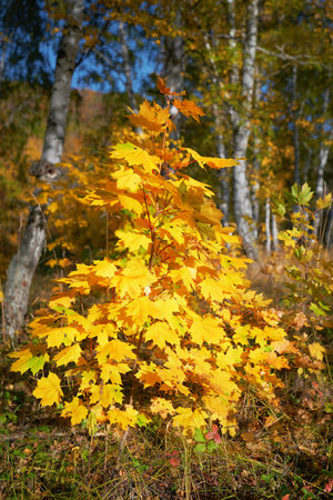 Autumn forest. Young maple with bright yellow leaves on a background of birches.の写真素材