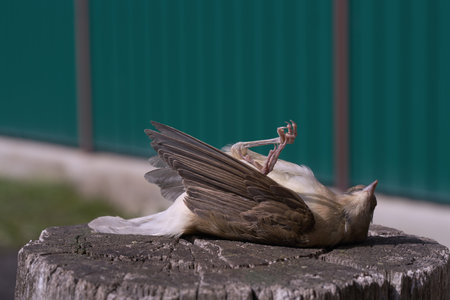 A small dead bird lies on a wooden stump. Close-up. The rear background is a blurry green fence.の写真素材