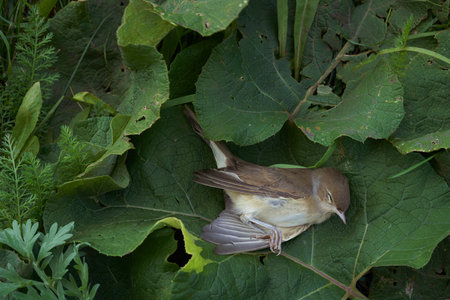 Pied flycatcher. A dead bird lies on burdock leaves. View from above.の写真素材