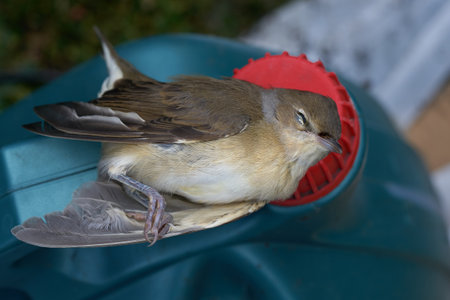 Pied flycatcher. A dead bird lies on the lid of a plastic canister. View from above. The background is blurred.の写真素材