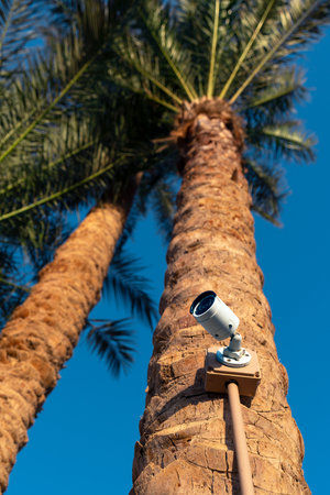 A palm tree has a surveillance camera mounted on its trunk.の写真素材