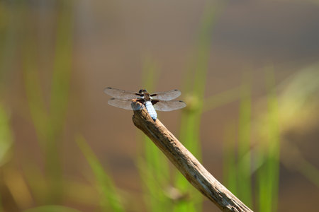 A male broad-bodied predator Libellula depressa sits on a snag near a pond. Blurred background.の写真素材