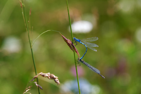 A female and male dragonfly enallagma cyathigerum prepare to mate on a grass stalk in the Ural Mountains. Soft focus.の写真素材