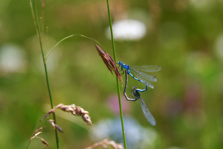 A pair of heart-shaped dragonflies enallagma cyathigerum on a grass stem in the mountains of the Southern Urals. Soft focus.の写真素材