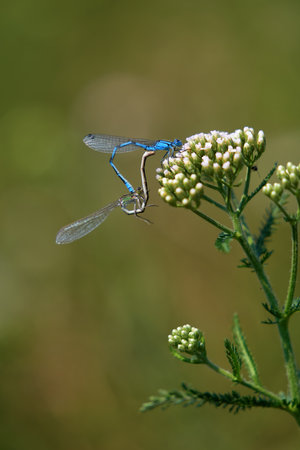 Male and female blue dragonfly mated on a flower. Background is blurred. Close-upの写真素材
