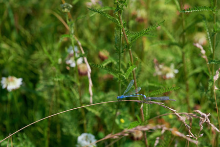 A pair of blue dragonflies enallagma cyathigerum against the background of lush green grass in the mountains of the Southern Urals. Soft focus.の写真素材