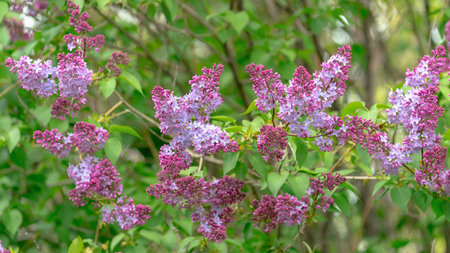 Bright purple lilacs in full bloom against fresh green foliage in a spring garden