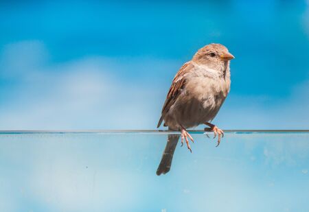 female sparrow perched on a glassの写真素材