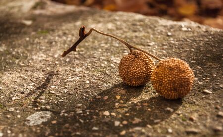 fruit of a tree formed by two balls on cement groundの写真素材