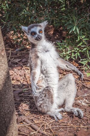 ring-tailed lemur (Lemur catta) sitting on the ground.の写真素材