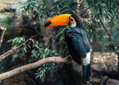 Toucan black and white with a long orange and large beak.の写真素材