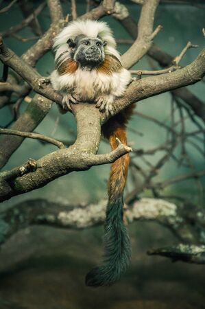 tamarin monkey (Saguinus) of white and brown color on a tree branchの写真素材